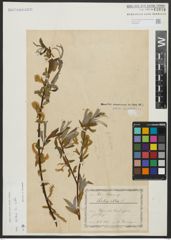Foto von Salix alba L.